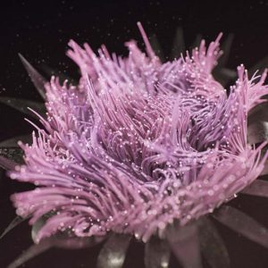 XParticles Water Flower thumb